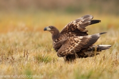 115 Seeadler - Haliaeetus albicilla