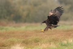 155 Seeadler - Haliaeetus albicilla