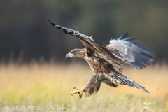 156 Seeadler - Haliaeetus albicilla