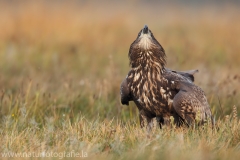 157 Seeadler - Haliaeetus albicilla