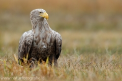 158 Seeadler - Haliaeetus albicilla