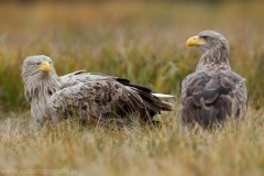 159 Seeadler - Haliaeetus albicilla