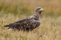 160 Seeadler - Haliaeetus albicilla