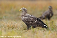 161 Seeadler - Haliaeetus albicilla