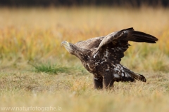 162 Seeadler - Haliaeetus albicilla