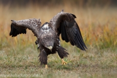 163 Seeadler - Haliaeetus albicilla