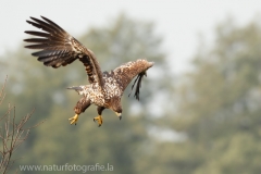 116 Seeadler - Haliaeetus albicilla