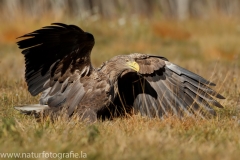 164 Seeadler - Haliaeetus albicilla