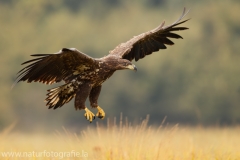 117 Seeadler - Haliaeetus albicilla