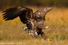 118 Seeadler - Haliaeetus albicilla