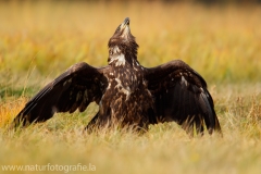 119 Seeadler - Haliaeetus albicilla