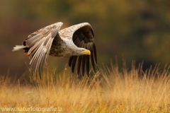 120 Seeadler - Haliaeetus albicilla