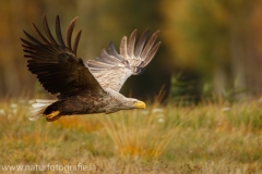 121 Seeadler - Haliaeetus albicilla