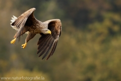 122 Seeadler - Haliaeetus albicilla