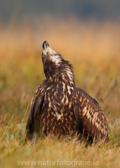 89 Seeadler - Haliaeetus albicilla