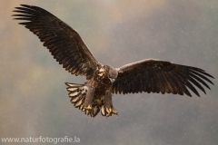 123 Seeadler - Haliaeetus albicilla