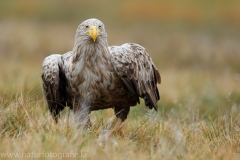 124 Seeadler - Haliaeetus albicilla