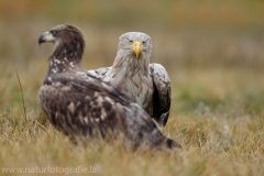 125 Seeadler - Haliaeetus albicilla