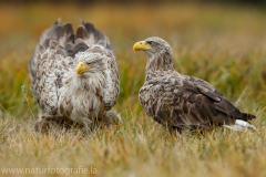 126 Seeadler - Haliaeetus albicilla