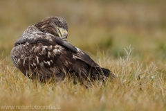 127 Seeadler - Haliaeetus albicilla