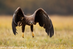 128 Seeadler - Haliaeetus albicilla