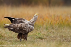 129 Seeadler - Haliaeetus albicilla