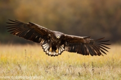 130 Seeadler - Haliaeetus albicilla