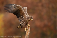 131 Seeadler - Haliaeetus albicilla