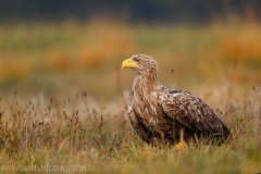 90 Seeadler - Haliaeetus albicilla