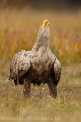 132 Seeadler - Haliaeetus albicilla