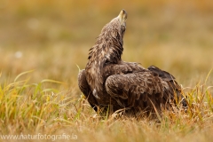 133 Seeadler - Haliaeetus albicilla