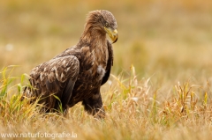 134 Seeadler - Haliaeetus albicilla