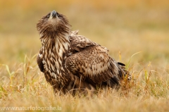 135 Seeadler - Haliaeetus albicilla