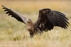 136 Seeadler - Haliaeetus albicilla