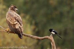 137 Seeadler - Haliaeetus albicilla