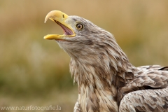 138 Seeadler - Haliaeetus albicilla