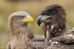 139 Seeadler - Haliaeetus albicilla