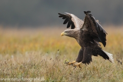 140 Seeadler - Haliaeetus albicilla