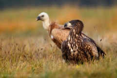 91 Seeadler - Haliaeetus albicilla