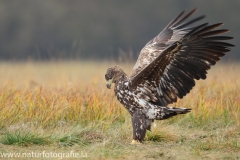 141 Seeadler - Haliaeetus albicilla