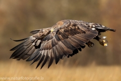 142 Seeadler - Haliaeetus albicilla