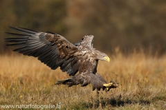 143 Seeadler - Haliaeetus albicilla