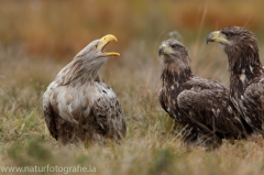 144 Seeadler - Haliaeetus albicilla