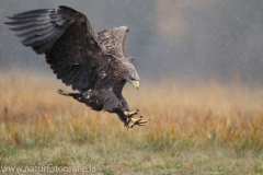 145 Seeadler - Haliaeetus albicilla