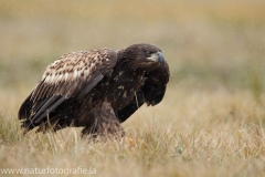 146 Seeadler - Haliaeetus albicilla