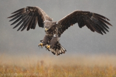 147 Seeadler - Haliaeetus albicilla