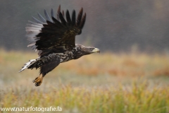 148 Seeadler - Haliaeetus albicilla