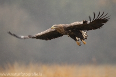 149 Seeadler - Haliaeetus albicilla