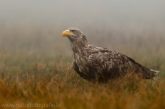 92 Seeadler - Haliaeetus albicilla