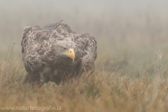 150 Seeadler - Haliaeetus albicilla